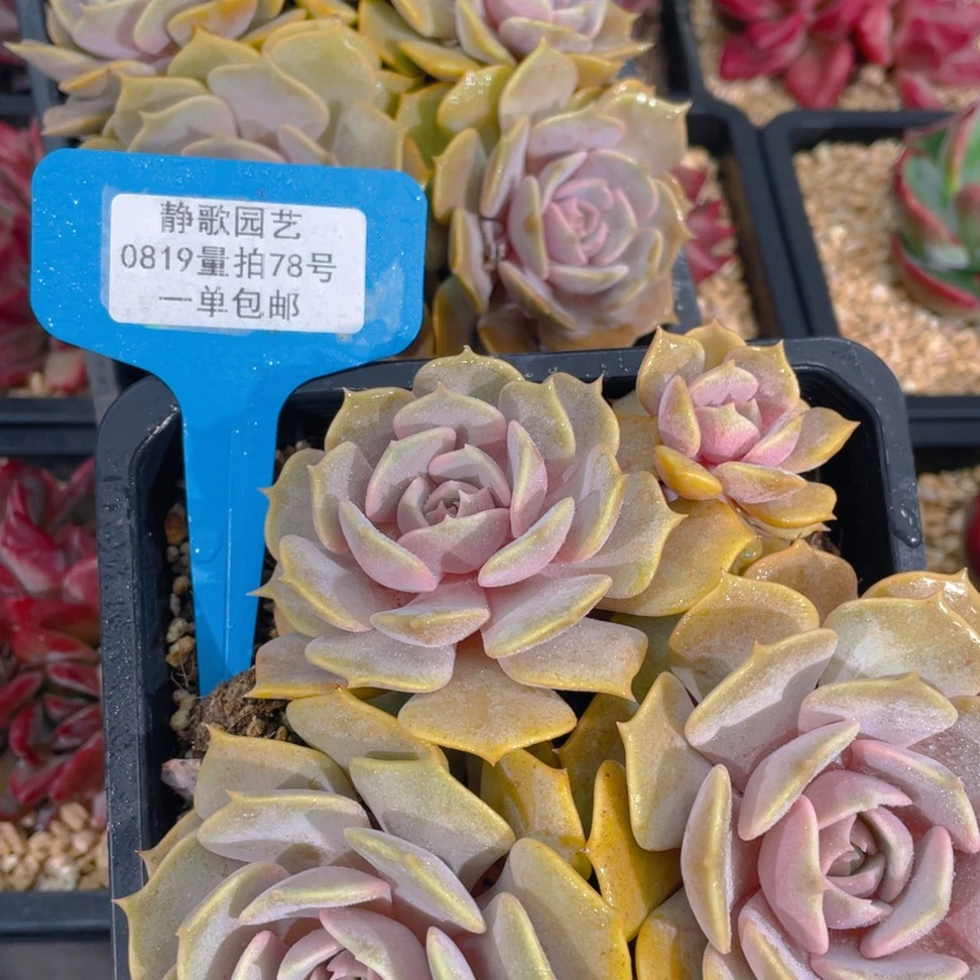 0819-78-粉蝶群福利一颗量拍