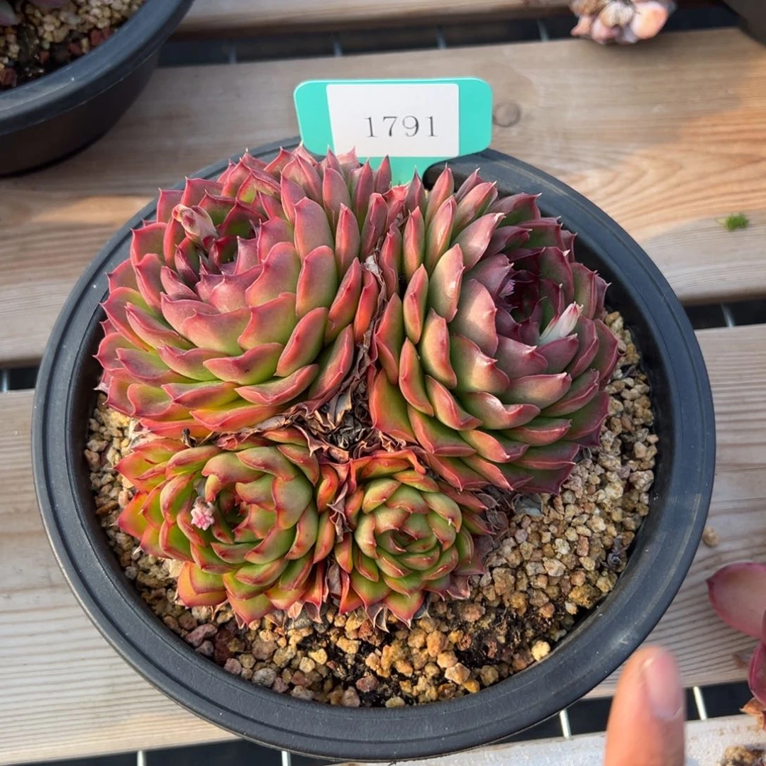 A**牛1791多肉多多多多多