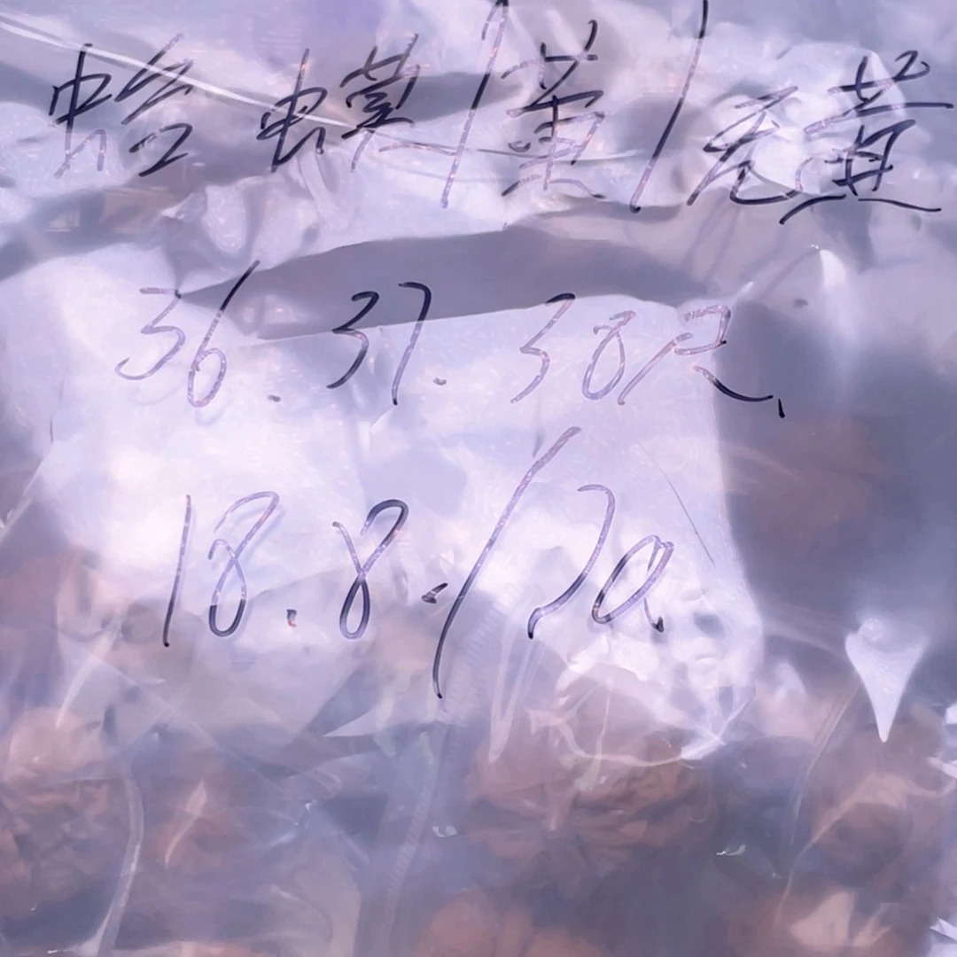 核桃手串/手链蛤蟆