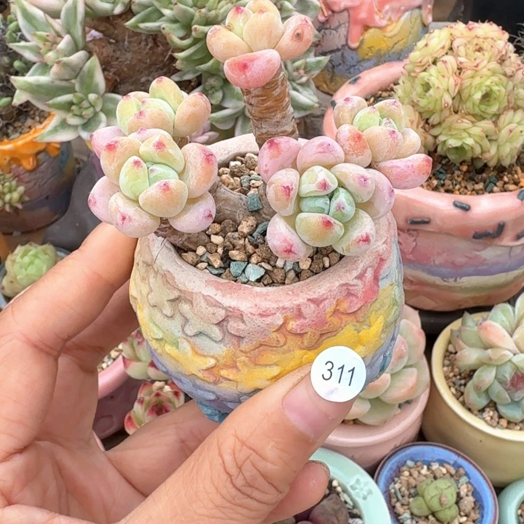 311 多肉含盆土30元包邮➗偏远地区