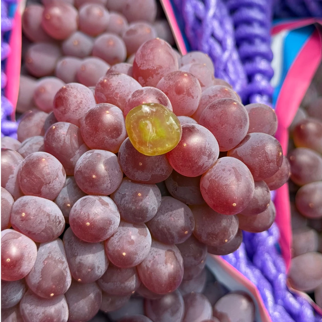 【鲜嫩多汁】茉莉香葡萄500g~1箱 果粒小云南省