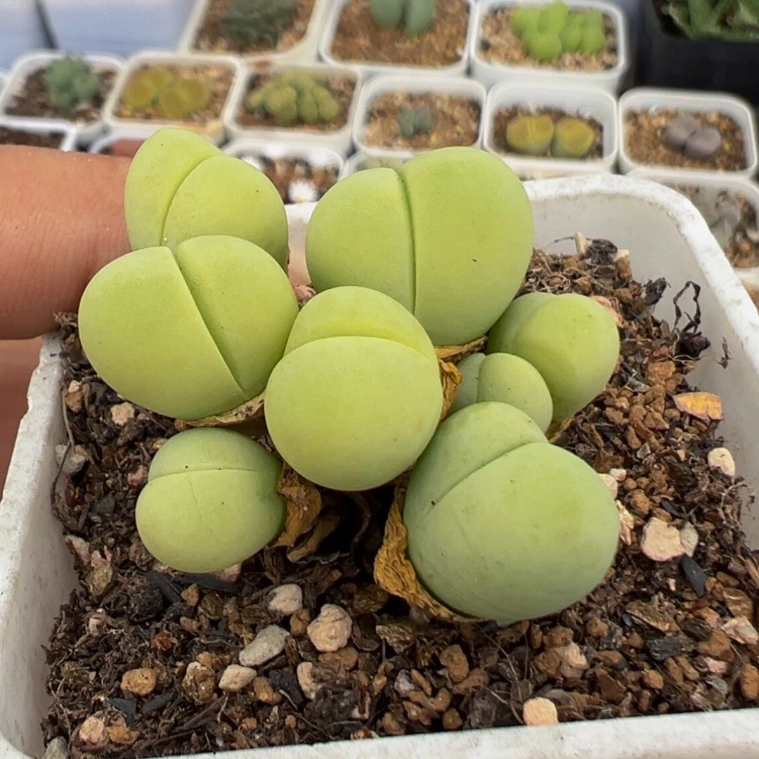 90多肉植物百科银光玉
