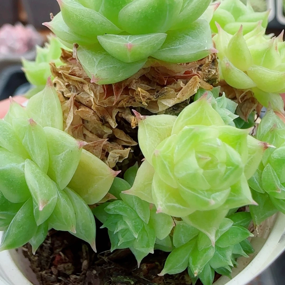 花语逸镜0924-93珍妮麦秆散