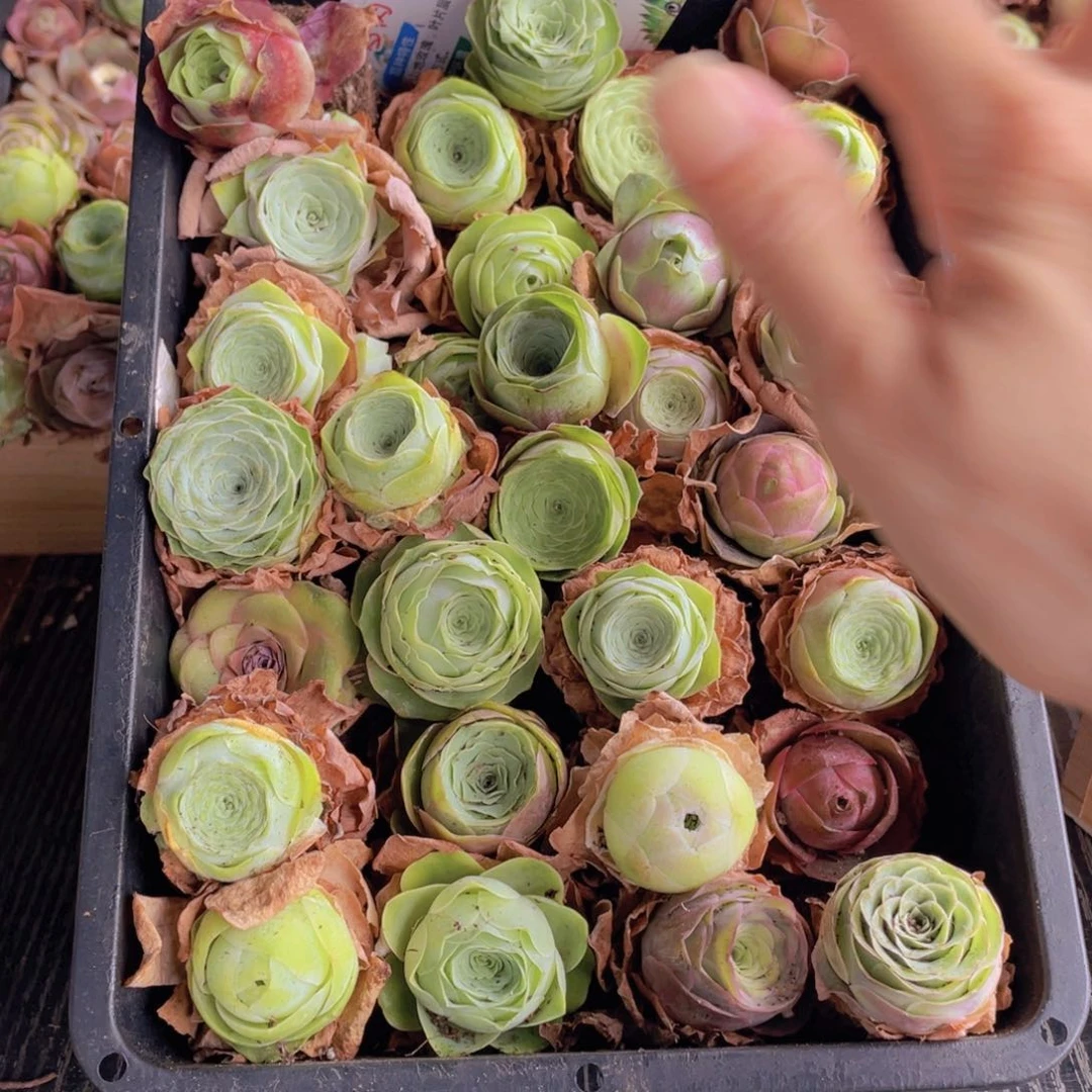 保底三十颗量拍888888