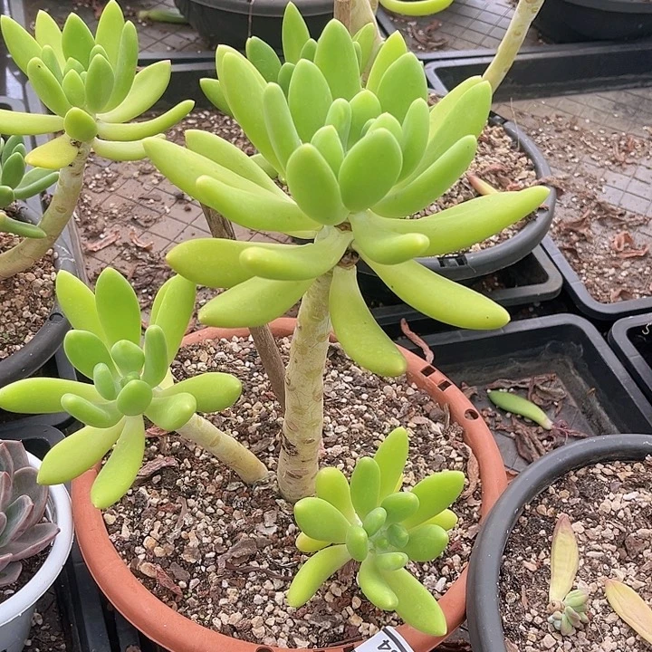 金蝉美人10234多肉植物