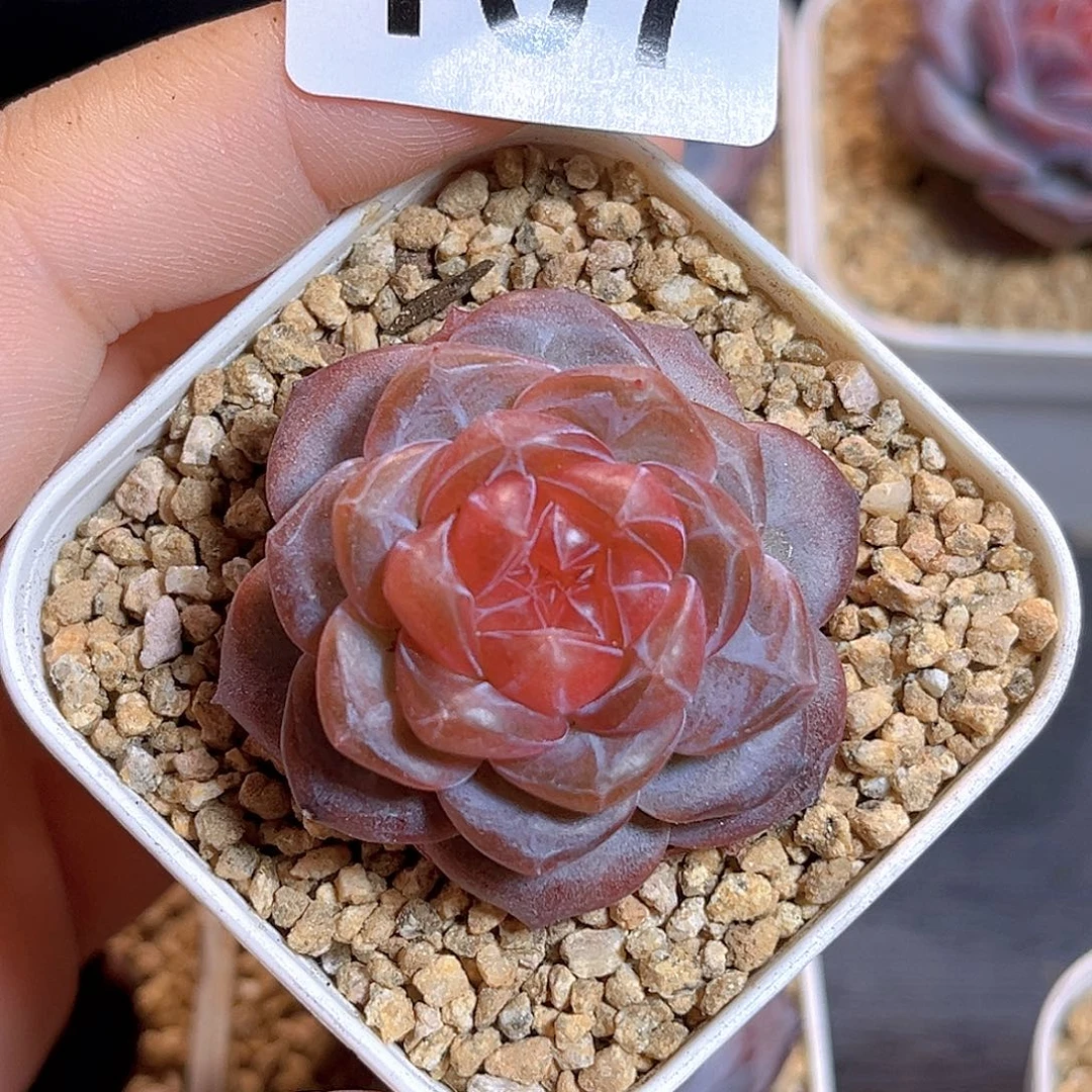 왕***일107一物一拍 天使灵姬