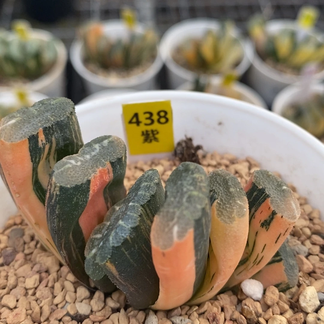 438赤斑玉扇十二卷