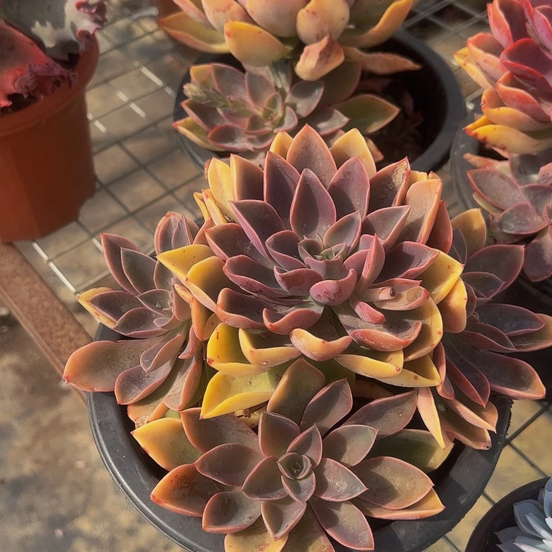 紫气东来多头群生