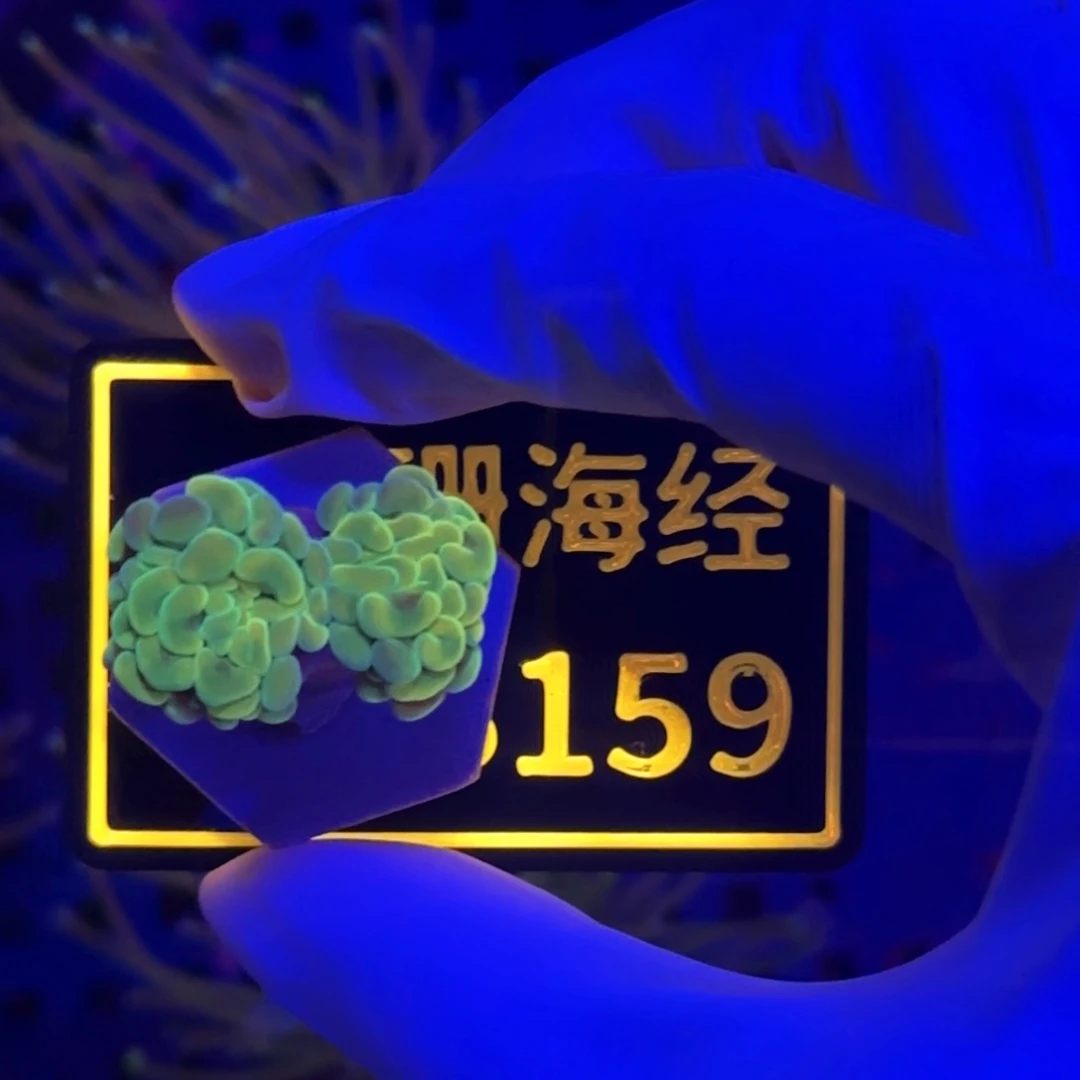 澄***生纽扣珊瑚又又不包邮分支榔头B159
