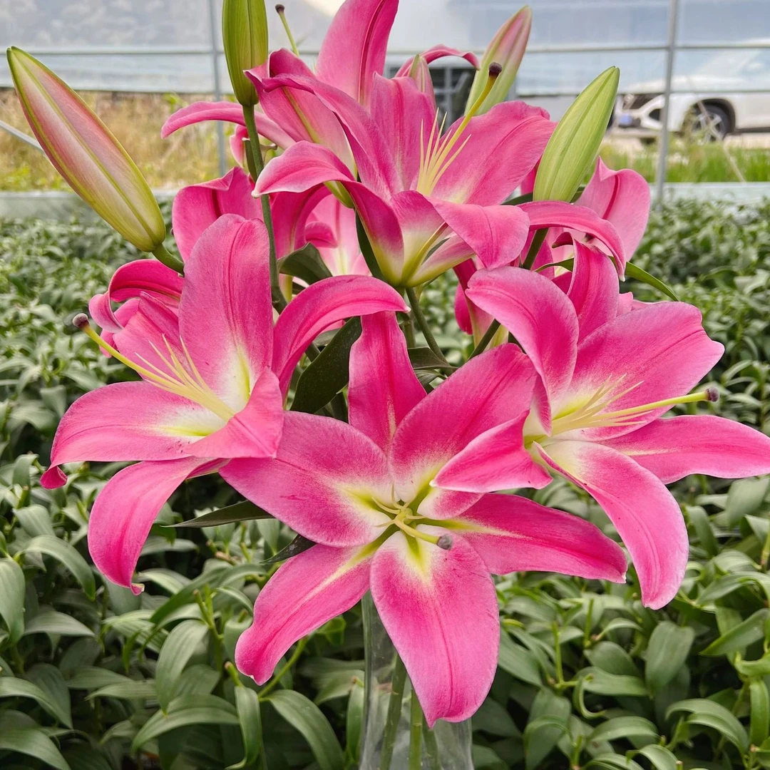 【云顶】竞争 红色香水百合东北基地直发顺丰包邮水生鲜切花