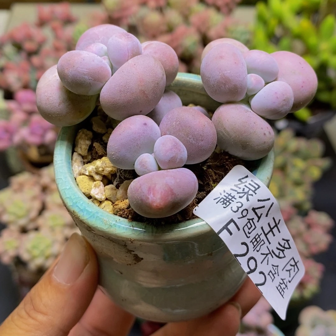 292芭比奶酪6cm多肉植物