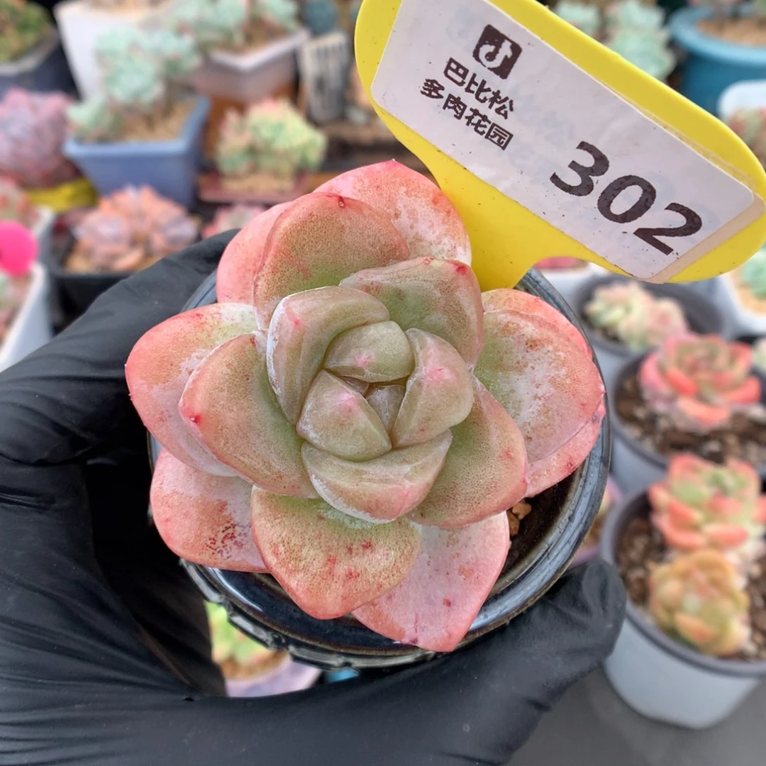 302 糯粉冰玉石化