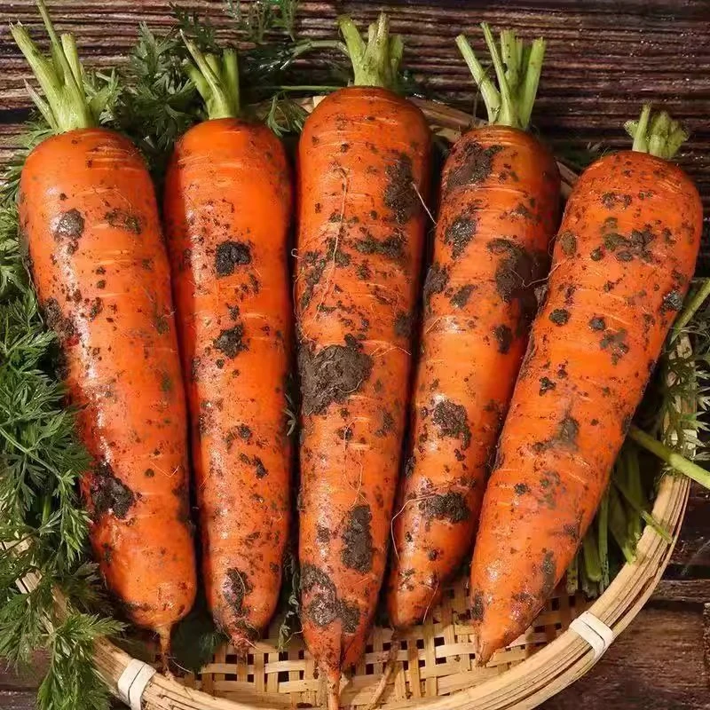 【六姐专属】现挖现发农家自种新鲜带泥精品胡萝卜脆甜可口营养健康