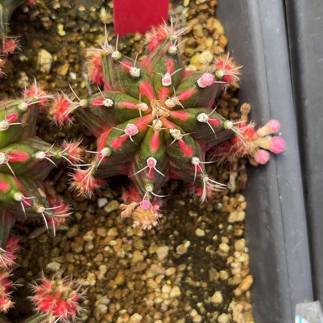 160-1111泰国发货多肉福利价