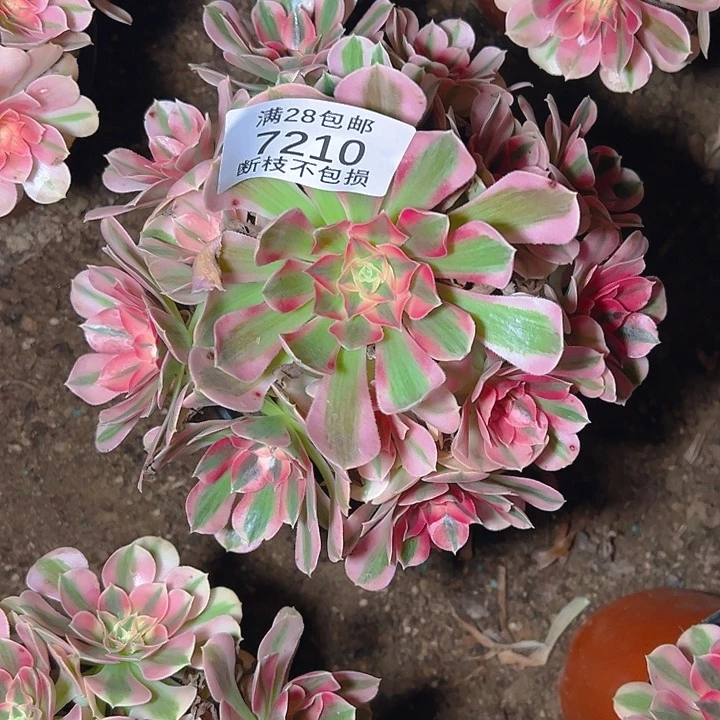 7210粉女巫多肉植物