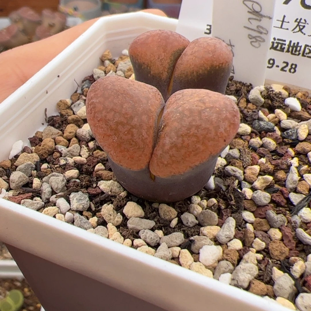 0198号 Eh980 多肉植物