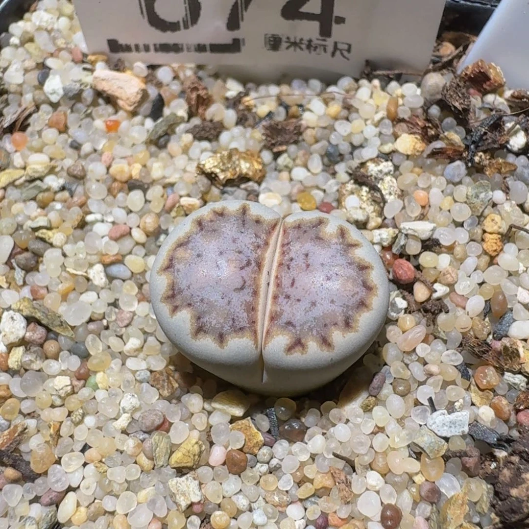 是***️zzzzz生石花肉锥674