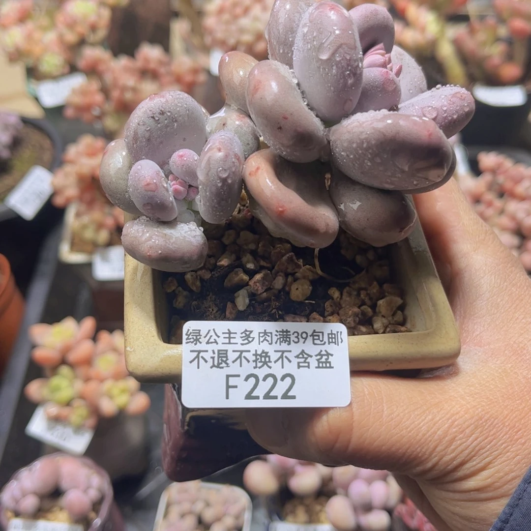 小**铛222双头大叶奶酪8cm多肉