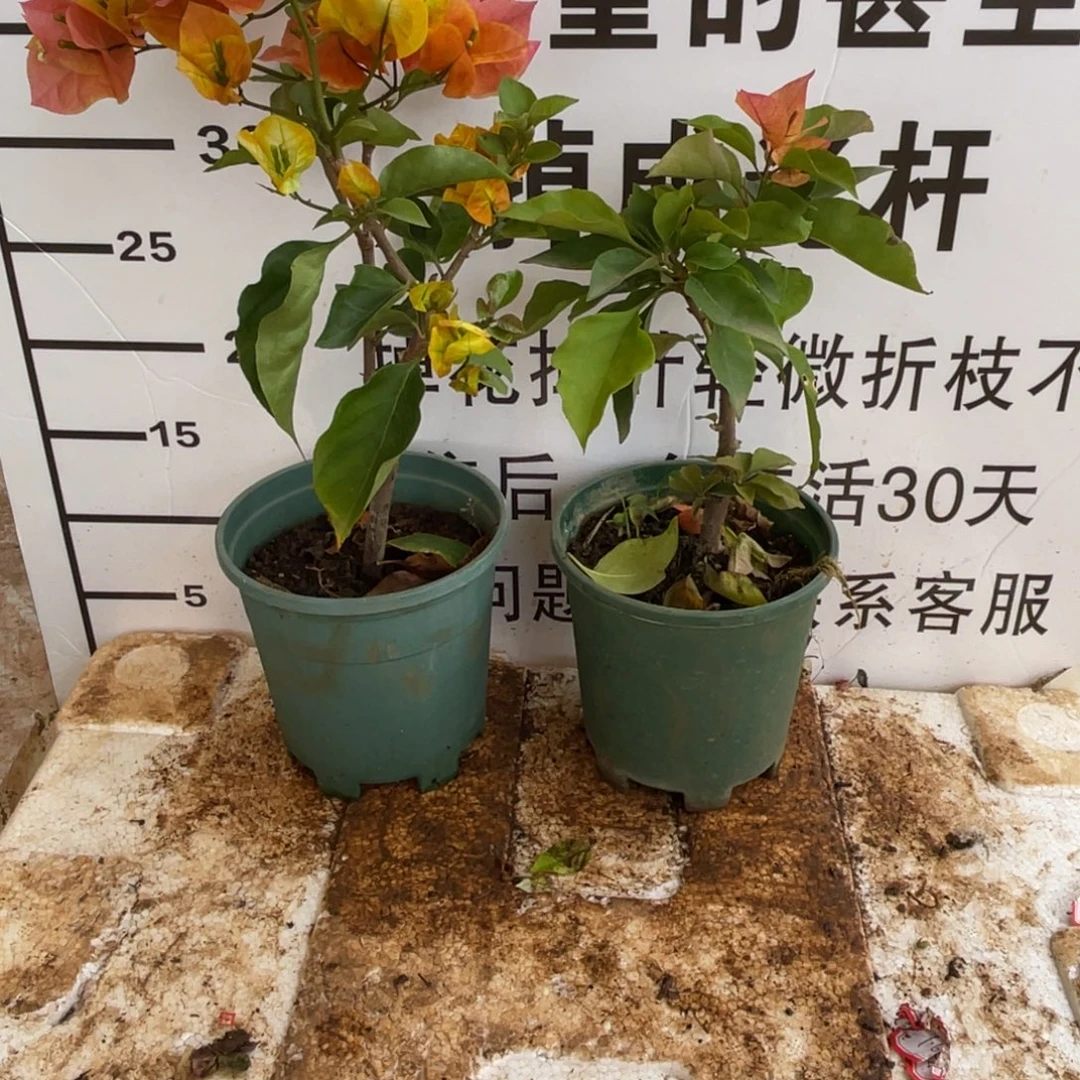 风***韵当前无花栽培后可以开花1-6516