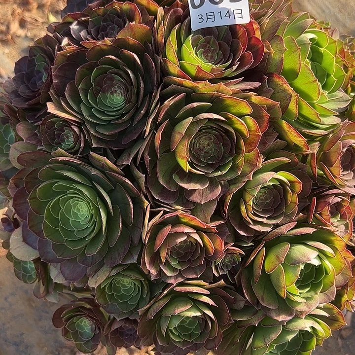 3.14-3花月夜多肉植物