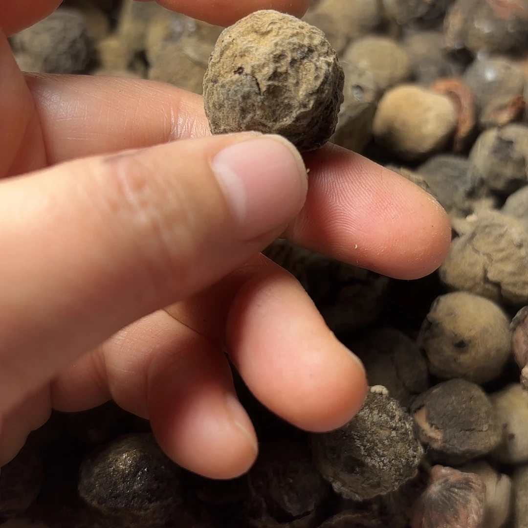 桃核吊坠用****虹秦岭龙文桃宵10颗