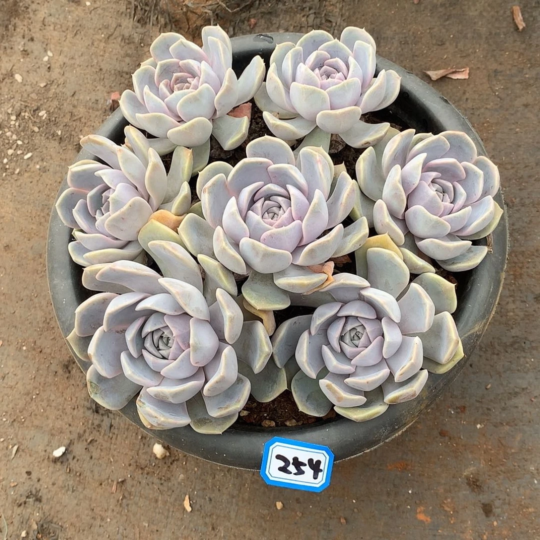 254汉堡 一物一拍多肉