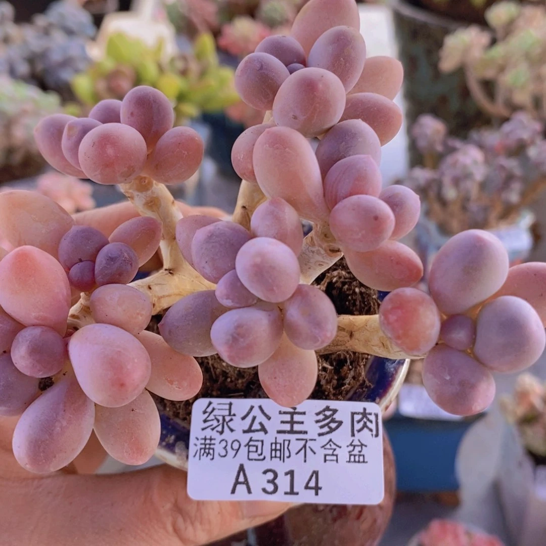 香水手指奶8cm314多肉