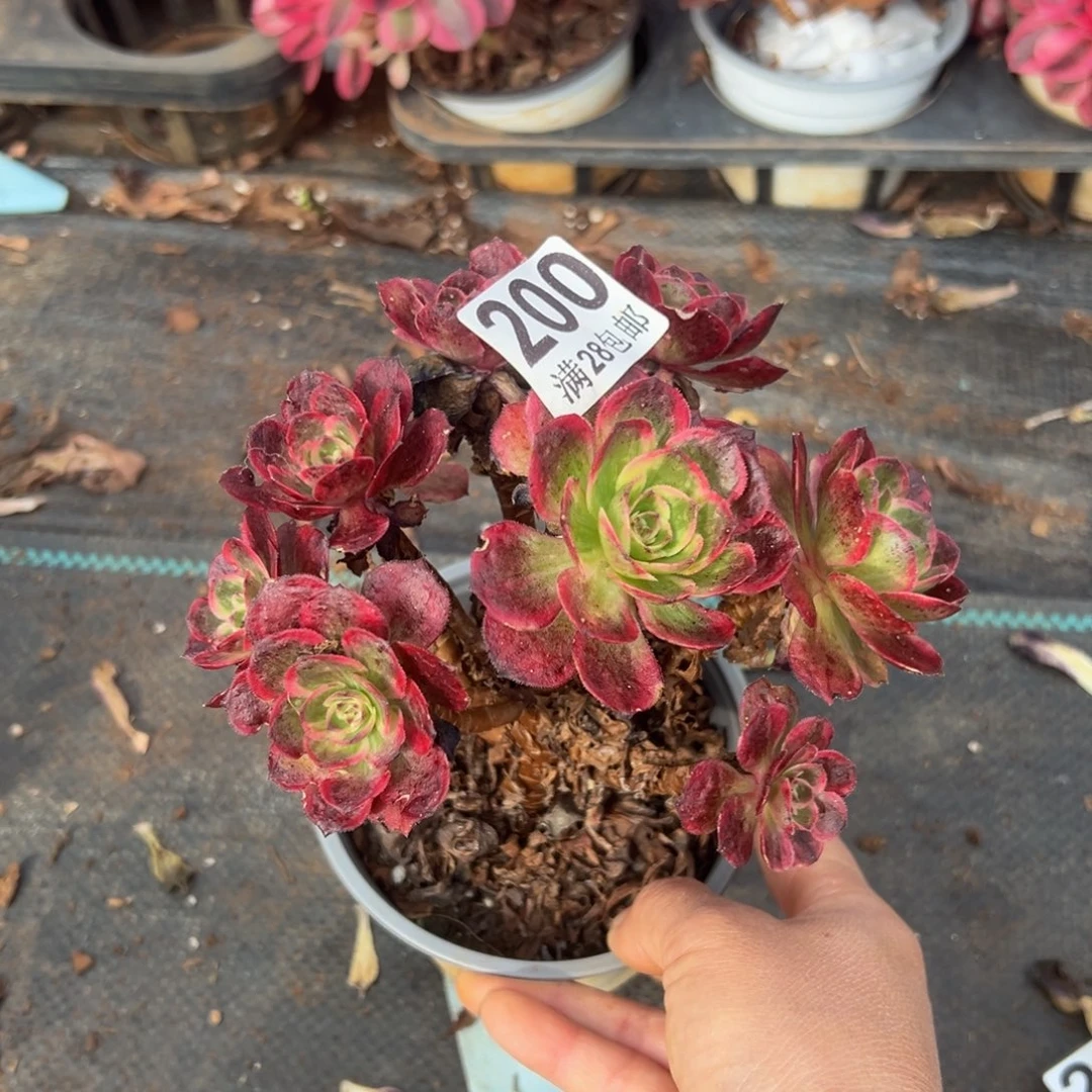 多肉植物200赤子心无售后