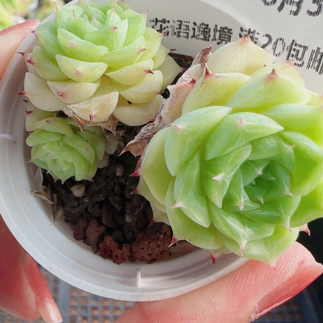 花语逸镜0803-07散