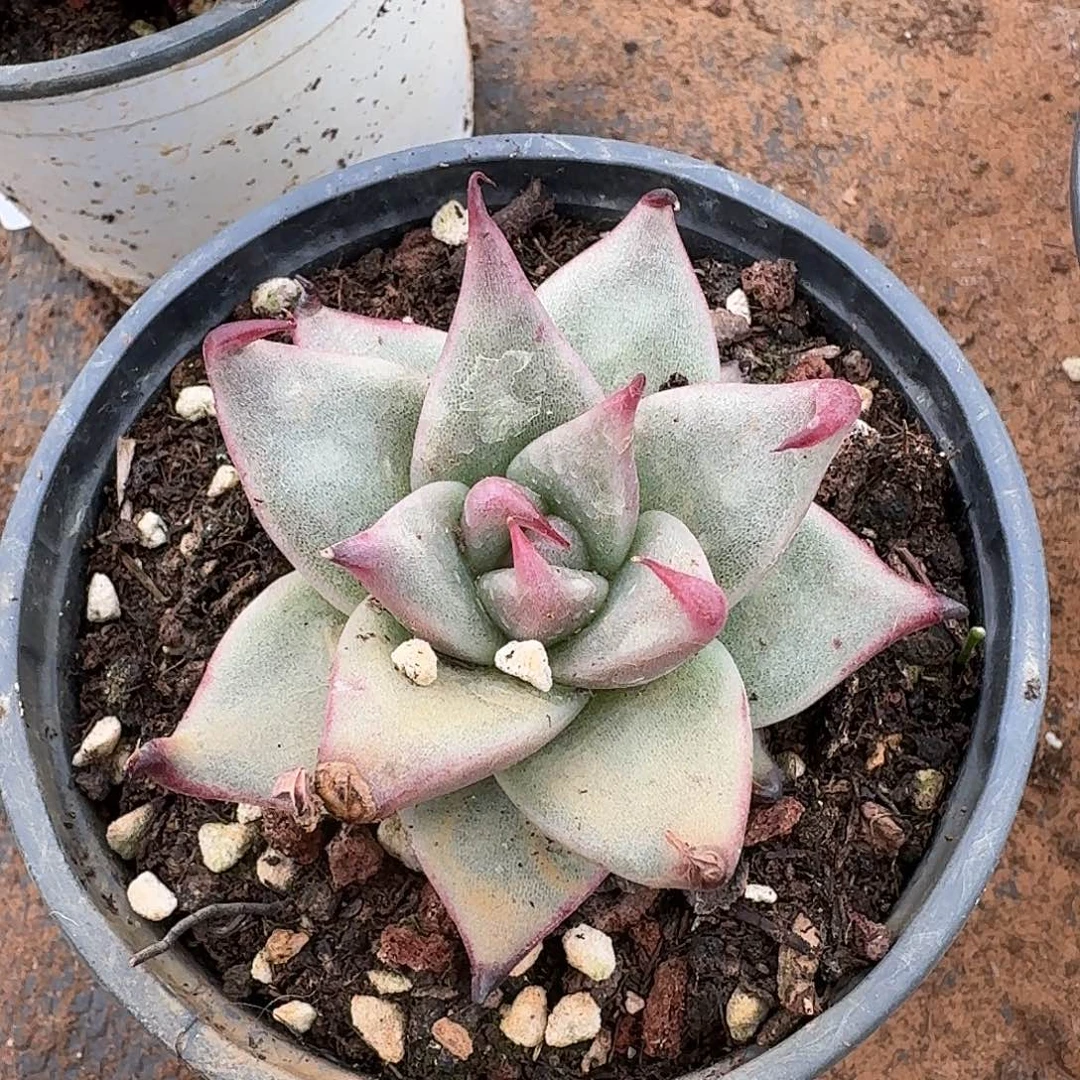 龙抓东云一颗量拍13-46