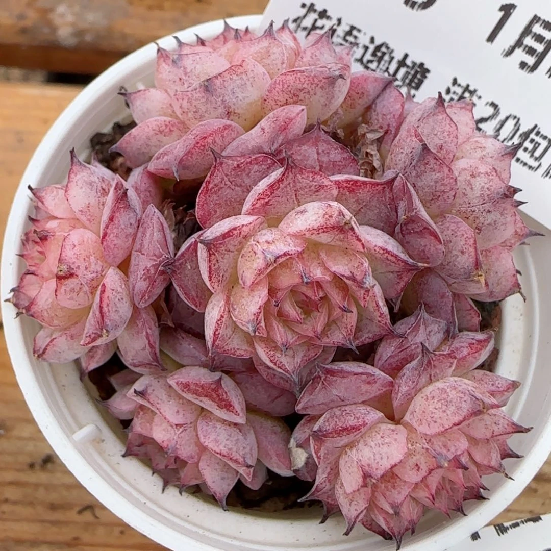 花语逸镜0131-399