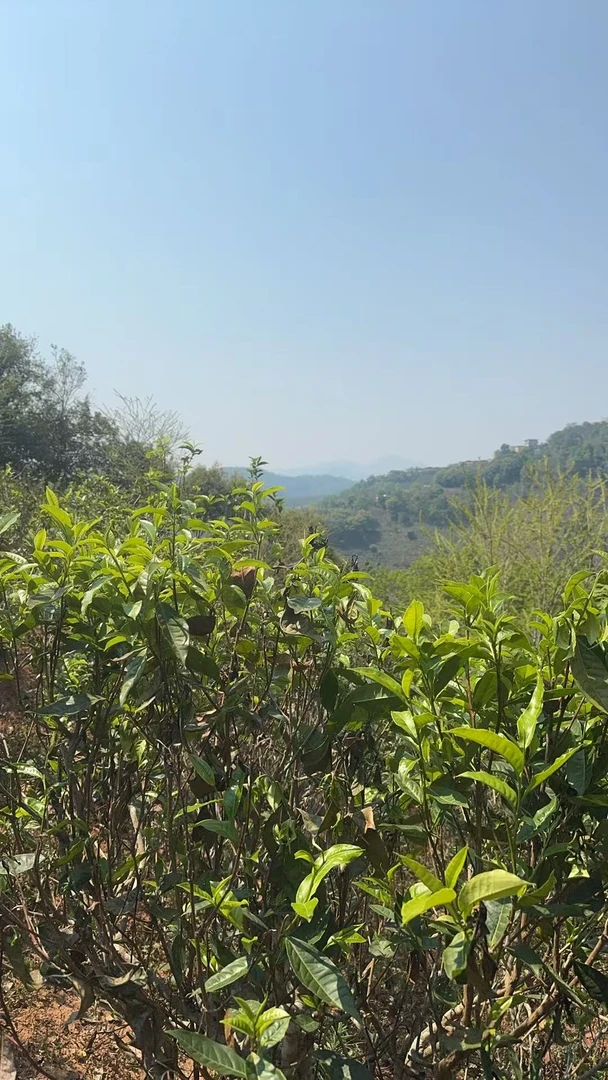 2025年明前春古树1号 洱生茶散茶  200g