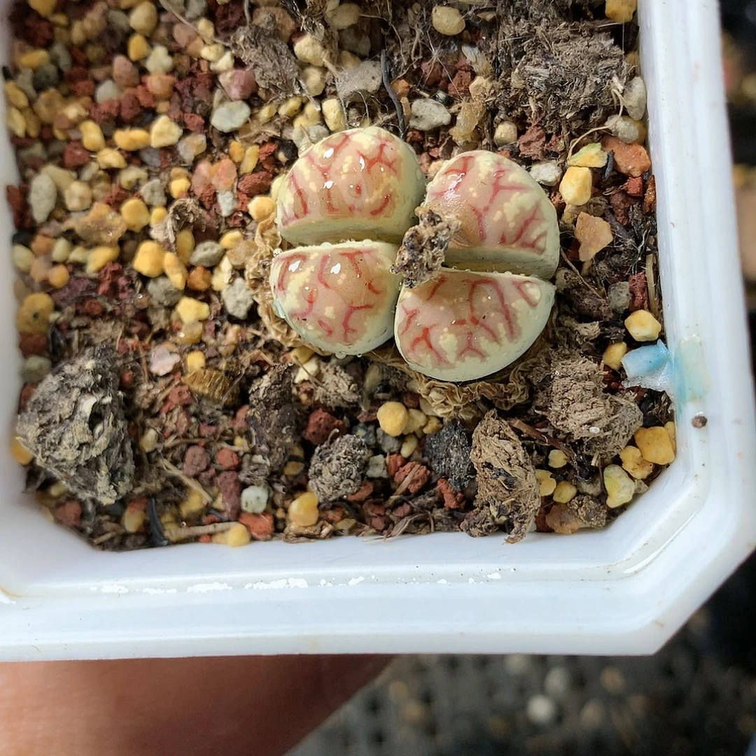 A430多肉植物保护研究所