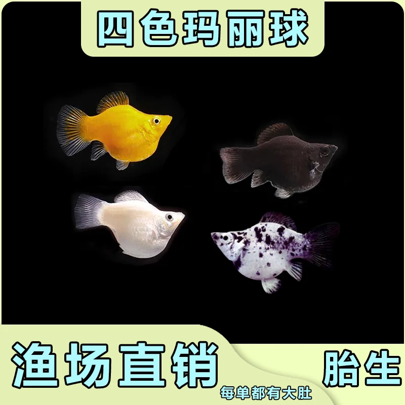 胖嘟嘟玛丽球鱼燕尾除油膜鱼皮球新手好养耐活练手胎生清洁工具鱼