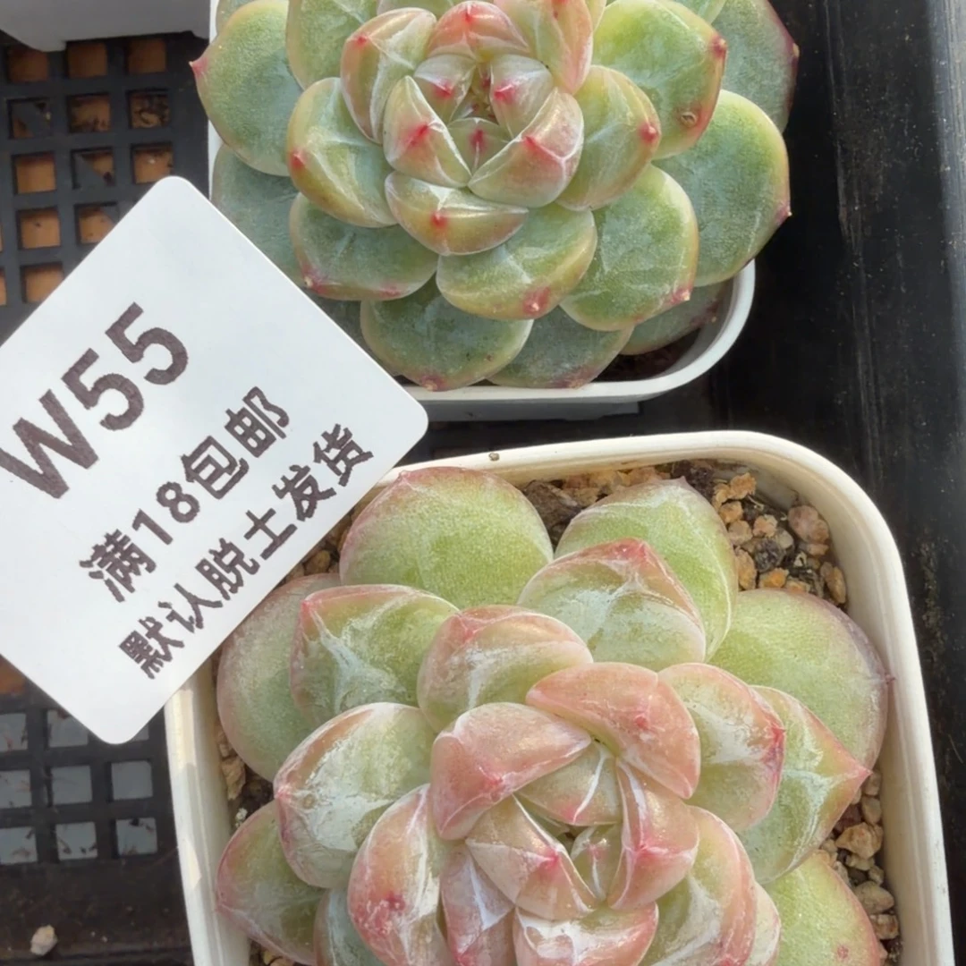 东篱下多肉哈哈哈55