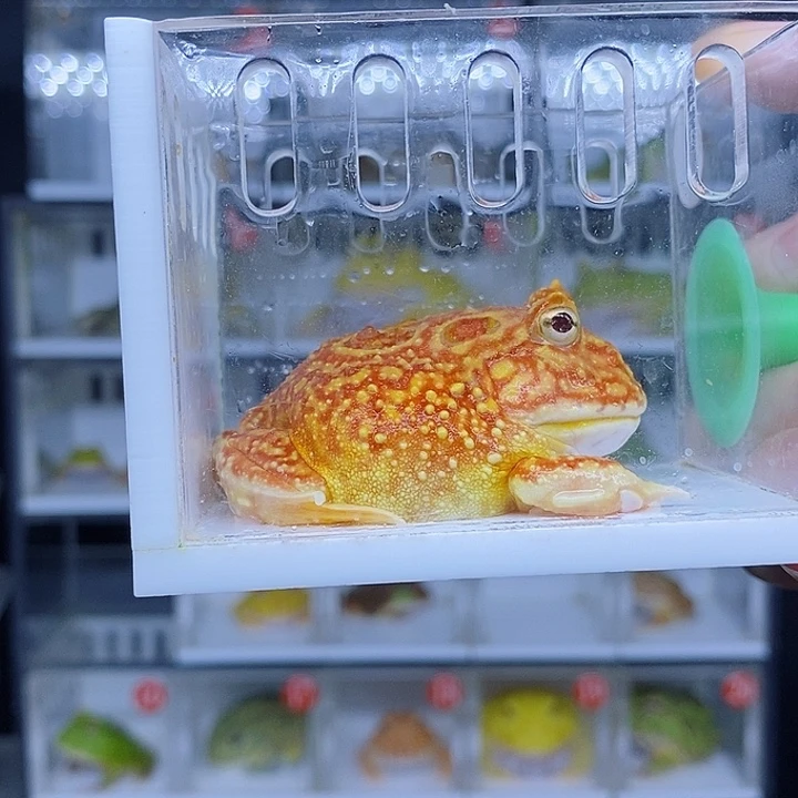 特价秒杀现货特价草莓