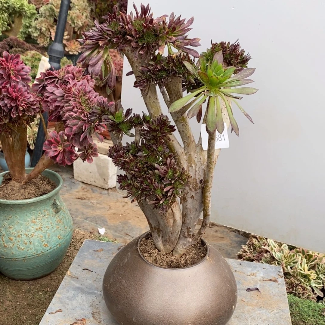 黑法师缀化1颗多肉10581号