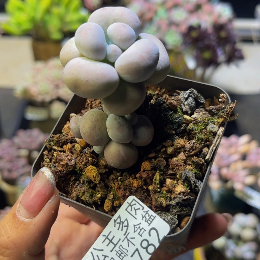 芭比奶酪2782/4cm多肉