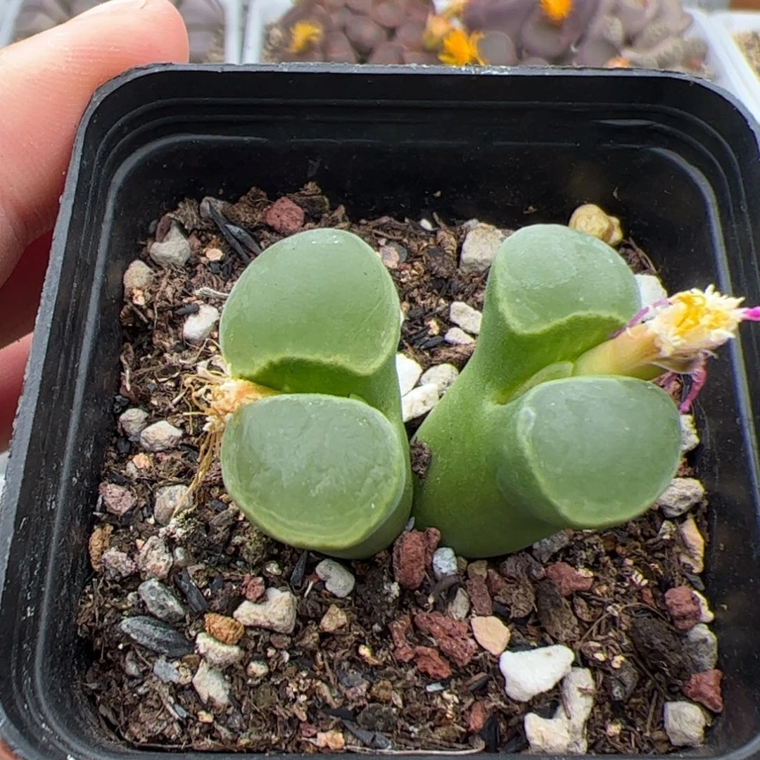 012号极窗 多肉植物