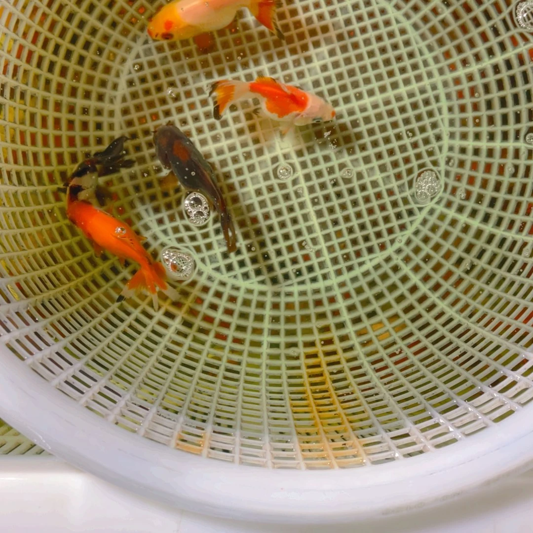 海水鱼花泰狮金鱼64