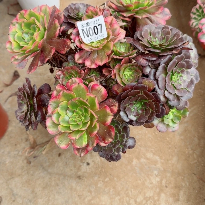 弘***选007未来式官服30左右2