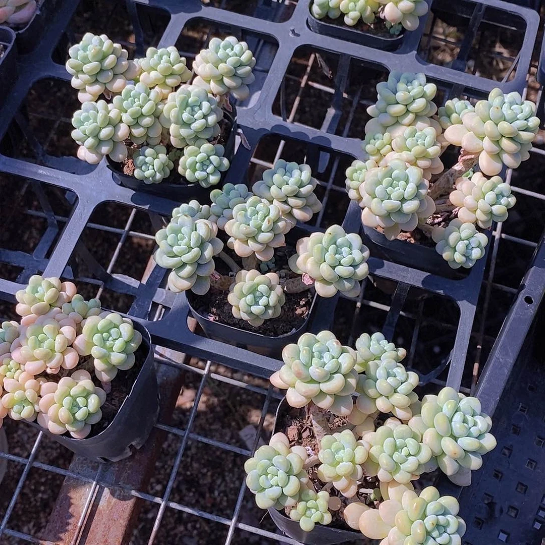 0630- 黑方老桩洛可可群福利一颗 量拍
