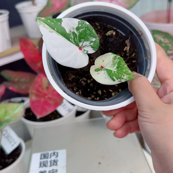 无花朵泰彩Q3200..