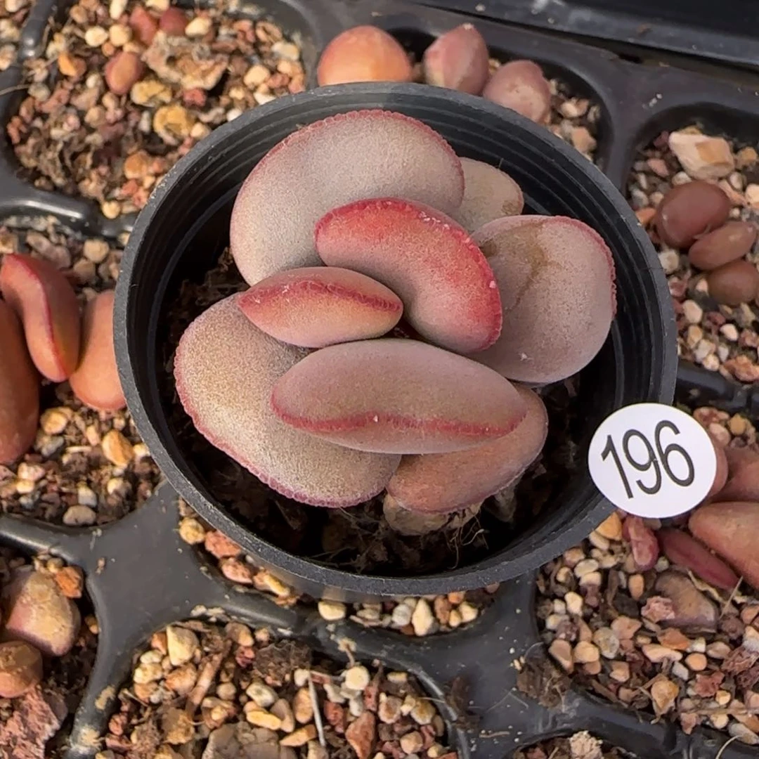 y**o白肌红蛋多肉水泡196