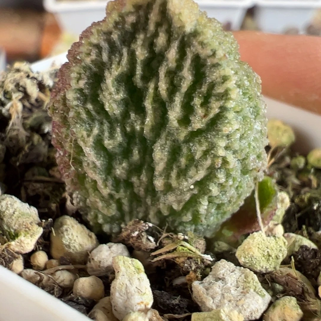 实生新品多肉植物水泡