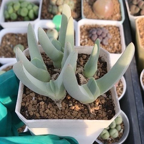 多肉肉锥 恶魔玉