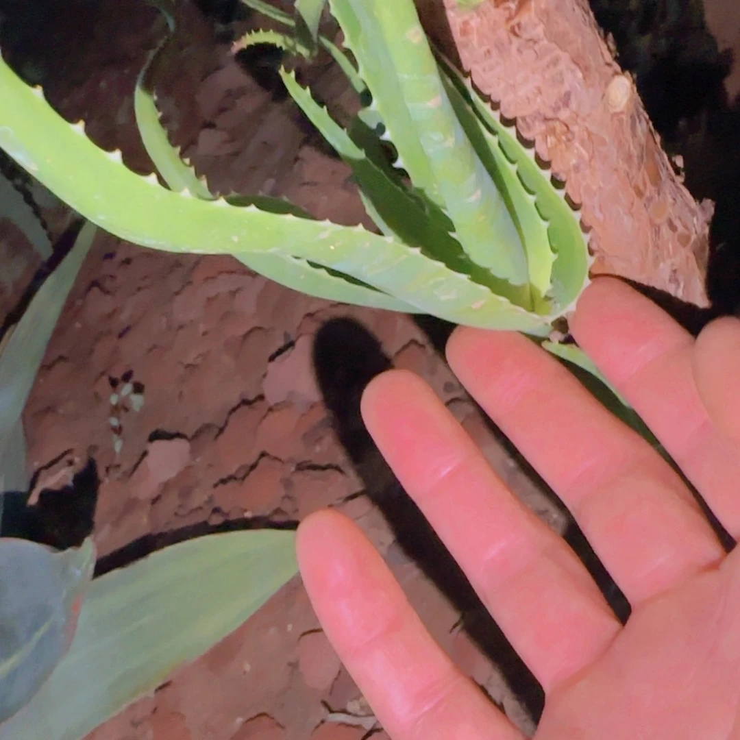 小***༻块根植物块根植物