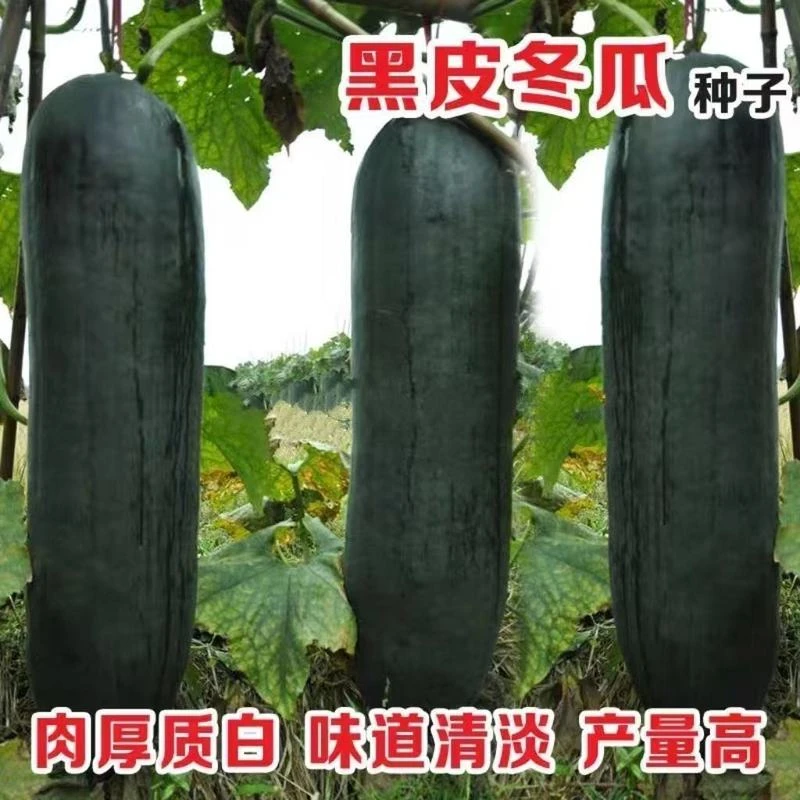 黑皮冬瓜种子特大冬瓜种籽青皮巨型杂交春夏季农家庭院蔬菜孑大全