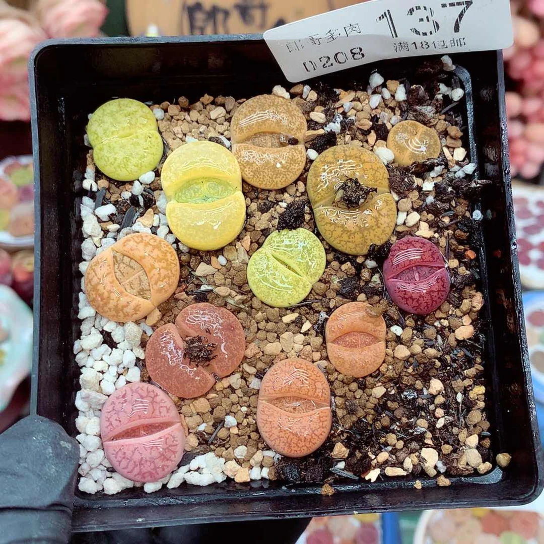 生石花满18包邮8-137