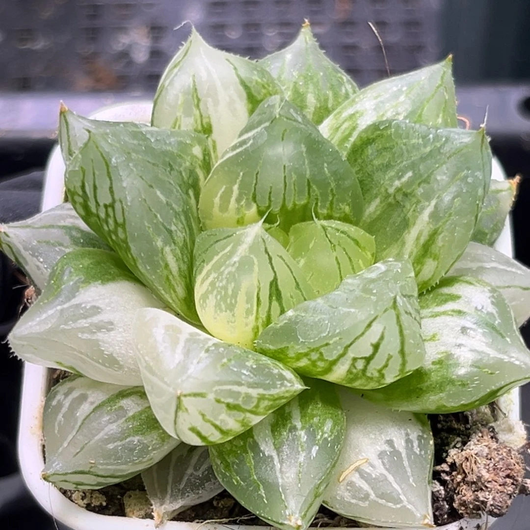 恭喜发财大吉大利2087